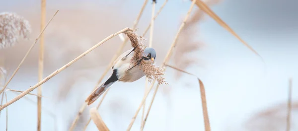 Beautiful nature scene with Bearded Parrotbill Panurus biarmicus on the grass, winter, sitting on a blade of grass. — Stock Photo, Image