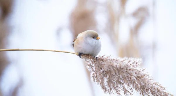 Beautiful nature scene with Bearded Parrotbill Panurus biarmicus on the grass, winter, sitting on a blade of grass. — Stock Photo, Image