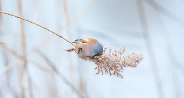 Bella scena naturale con pappagallo barbuto Panurus biarmicus sull'erba, inverno, seduto su un filo d'erba . — Foto Stock