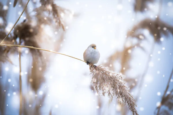 Hermosa escena de la naturaleza con Bearded Parrotbill Panurus biarmicus en la hierba, invierno, sentado en una hoja de hierba . —  Fotos de Stock