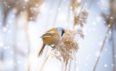 Sakallı Parrotbill Panurus biarmicus ile güzel bir doğa sahnesi çimlerin üzerinde, kış, çimlerin üzerinde oturan.