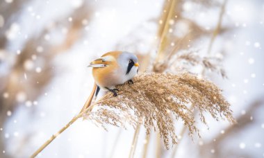 Sakallı Parrotbill Panurus biarmicus ile güzel bir doğa sahnesi çimlerin üzerinde, kış, çimlerin üzerinde oturan.