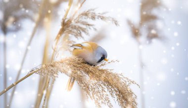 Sakallı Parrotbill Panurus biarmicus ile güzel bir doğa sahnesi çimlerin üzerinde, kış, çimlerin üzerinde oturan.