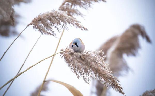 Beautiful nature scene with Bearded Parrotbill Panurus biarmicus on the grass, winter, sitting on a blade of grass. — 스톡 사진