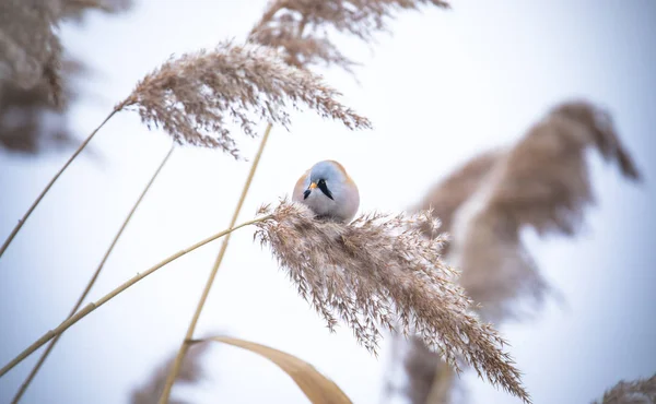 Krásná přírodní scéna s vousatým papouškem Panurus biarmicus na trávě, zima, posezení na stéblu trávy. — Stock fotografie