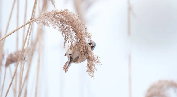 Beautiful nature scene with Bearded Parrotbill Panurus biarmicus on the grass, winter, sitting on a blade of grass. — 스톡 사진