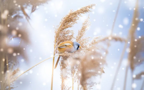 Hermosa escena de la naturaleza con Bearded Parrotbill Panurus biarmicus en la hierba, invierno, sentado en una hoja de hierba . — Foto de Stock