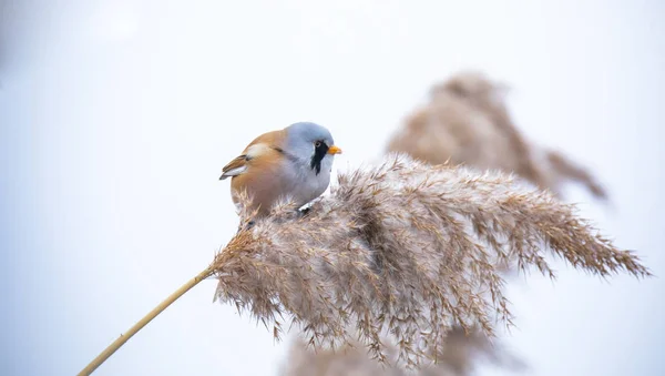 Gyönyörű természet jelenet szakállas papagáj Panurus biarmicus a füvön, tél, ül egy fűszál. — Stock Fotó