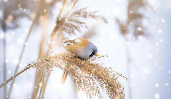 Bela cena da natureza com Parrotbill Barbudo Panurus biarmicus na grama, inverno, sentado em uma lâmina de grama . — Fotografia de Stock