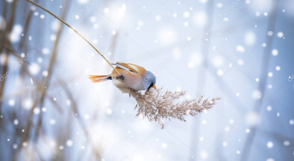 Beautiful nature scene with Bearded Parrotbill Panurus biarmicus on the grass, winter, sitting on a blade of grass.