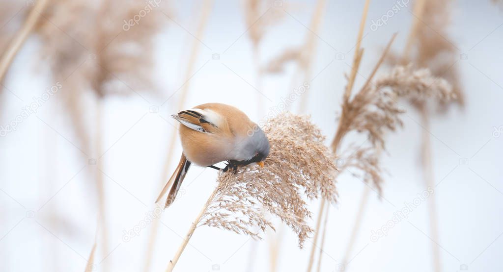Beautiful nature scene with Bearded Parrotbill Panurus biarmicus on the grass, winter, sitting on a blade of grass.