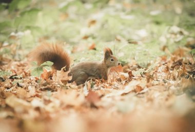 Sonbahar parkında sincap oturuyor güneş ışığı ağaçta sonbahar renkleri ve yerde yapraklar içinde oturuyor..