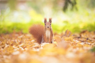 Sonbahar parkında sincap oturuyor güneş ışığı ağaçta sonbahar renkleri ve yerde yapraklar içinde oturuyor..