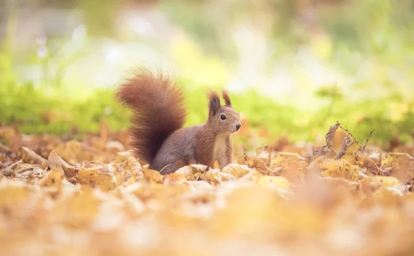 Mókus ül az őszi parkban napsütés őszi színek a fán, és ül a földön levelekben. — Stock Fotó