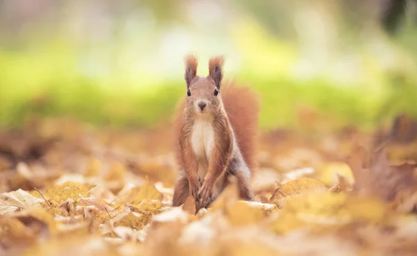 Squirrel sitting in the autumn park sunshine autumn colors on the tree and sitting on the ground in leaves. — 스톡 사진