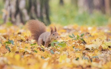 Sonbahar parkında sincap oturuyor güneş ışığı ağaçta sonbahar renkleri ve yerde yapraklar içinde oturuyor..