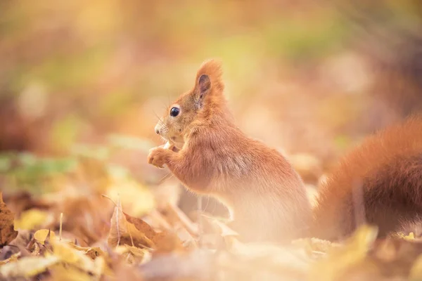 秋の公園に座ってリスの木の上に秋の色や葉の地面に座って. — ストック写真