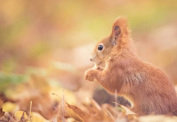 秋の公園に座ってリスの木の上に秋の色や葉の地面に座って. — ストック写真