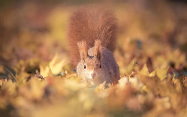 Squirrel sitting in the autumn park sunshine autumn colors on the tree and sitting on the ground in leaves. — 스톡 사진