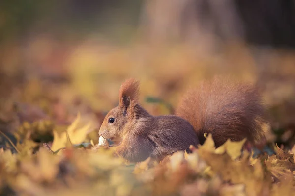 Écureuil assis dans le parc d'automne soleil couleurs d'automne sur l'arbre et assis sur le sol dans les feuilles . — Photo