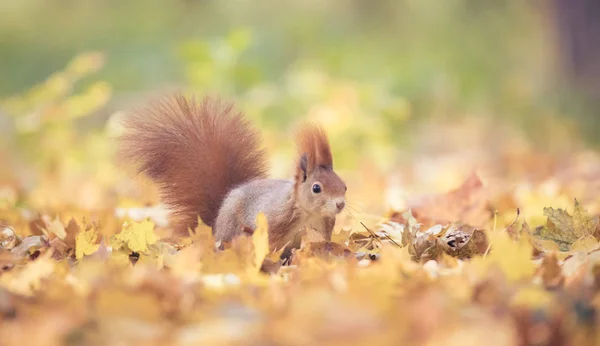 Mókus ül az őszi parkban napsütés őszi színek a fán, és ül a földön levelekben. — Stock Fotó