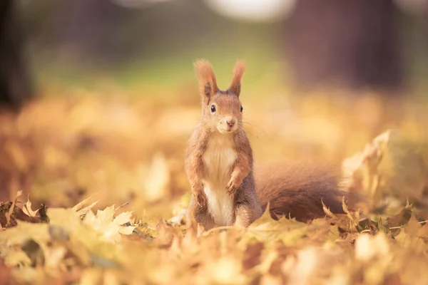 Squirrel sitting in the autumn park sunshine autumn colors on the tree and sitting on the ground in leaves. — 스톡 사진