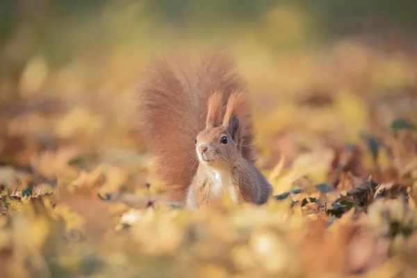 秋の公園に座ってリスの木の上に秋の色や葉の地面に座って. — ストック写真