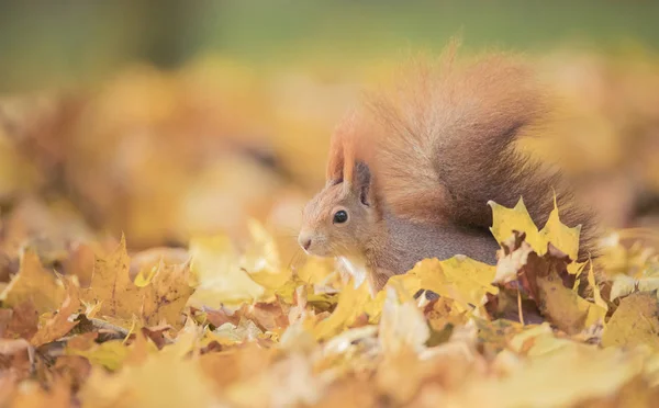 松鼠坐在秋天的公园里晒太阳，秋天的颜色在树上，秋天的叶子在地上. — 图库照片
