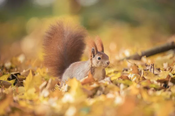 Eichhörnchen sitzt im Herbst Park Sonnenschein Herbstfarben auf dem Baum und sitzt auf dem Boden in Blättern. — Stockfoto