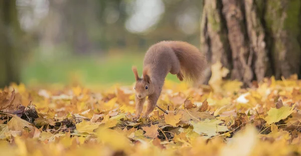 Wiewiórka siedzi w jesiennym parku słoneczne jesienne kolory na drzewie i siedzi na ziemi w liściach. — Zdjęcie stockowe
