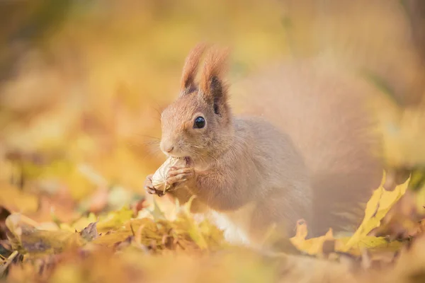 秋の公園に座ってリスの木の上に秋の色や葉の地面に座って. — ストック写真