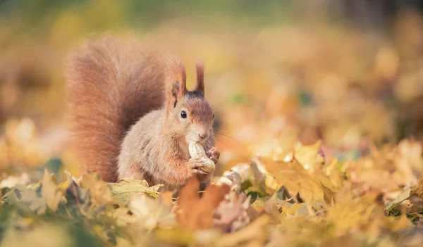 Squirrel sitting in the autumn park sunshine autumn colors on the tree and sitting on the ground in leaves. — 스톡 사진