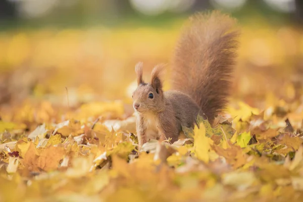 秋の公園に座ってリスの木の上に秋の色や葉の地面に座って. — ストック写真