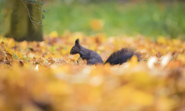 Squirrel sitting in the autumn park sunshine autumn colors on the tree and sitting on the ground in leaves. — 스톡 사진