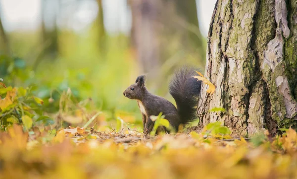 Eekhoorn zitten in de herfst park zon herfst kleuren op de boom en zitten op de grond in bladeren. — Stockfoto