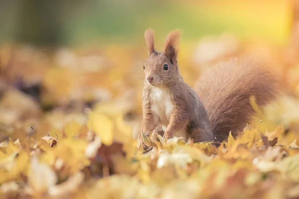 Écureuil assis dans le parc d'automne soleil couleurs d'automne sur l'arbre et assis sur le sol dans les feuilles . — Photo