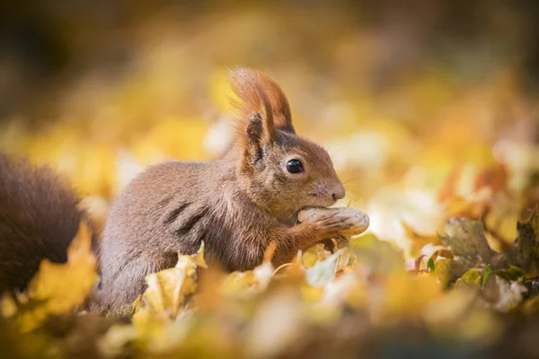 秋の公園に座ってリスの木の上に秋の色や葉の地面に座って. — ストック写真