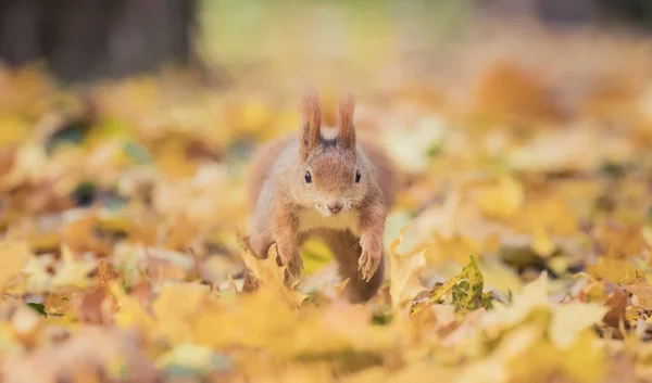 秋の公園に座ってリスの木の上に秋の色や葉の地面に座って. — ストック写真