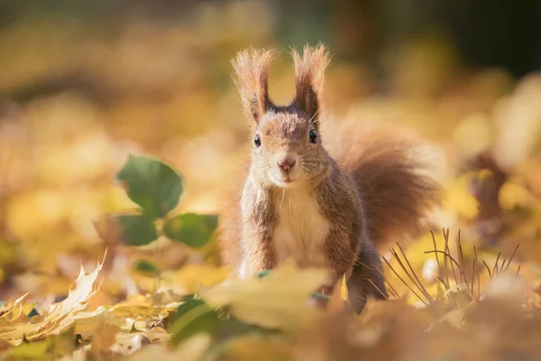 Eichhörnchen sitzt im Herbst Park Sonnenschein Herbstfarben auf dem Baum und sitzt auf dem Boden in Blättern. — Stockfoto