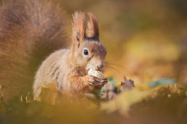 Esquilo sentado no parque de outono sol cores de outono na árvore e sentado no chão em folhas . — Fotografia de Stock