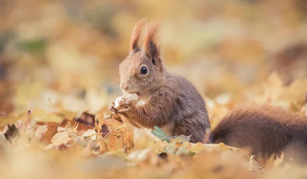 Squirrel sitting in the autumn park sunshine autumn colors on the tree and sitting on the ground in leaves. — 스톡 사진