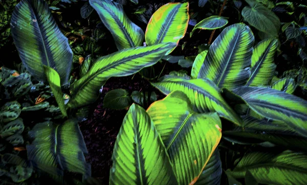 熱帯ヤシの葉,花模様の背景,写真 — ストック写真