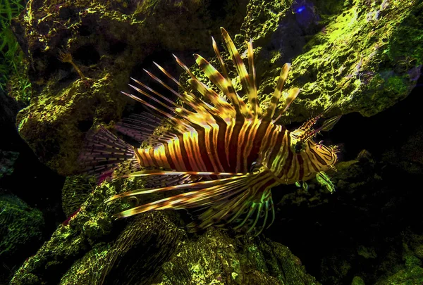 Pterois volitans. Lionfish vermelho Pterois volitans aquário peixe. Lindo e perigoso Lionfish Pterois milhas — Fotografia de Stock