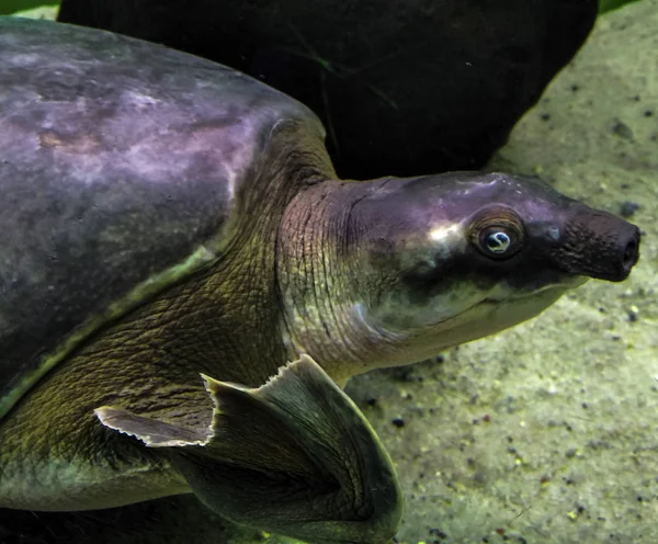 Carettochelys insculta. L'allegra tartaruga nuota sott'acqua. Animali divertenti . — Foto Stock