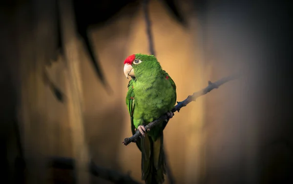 The Cordilleran parakeet Psittacara frontatus portrait in the afternoon light.