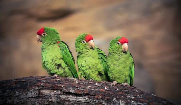 La cordillère perruche Psittacara frontatus portrait dans la lumière de l'après-midi . — Photo