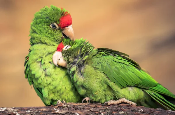 The Cordilleran parakeet Psittacara frontatus portrait in the afternoon light.