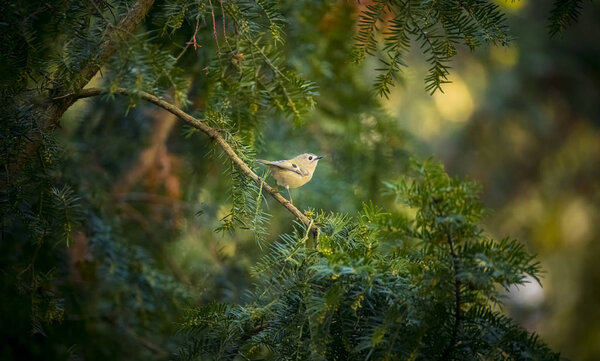 Goldcrest sitting on the spruce twig Regulus regulus European smallest songbird in the nature habitat. Stock Photo