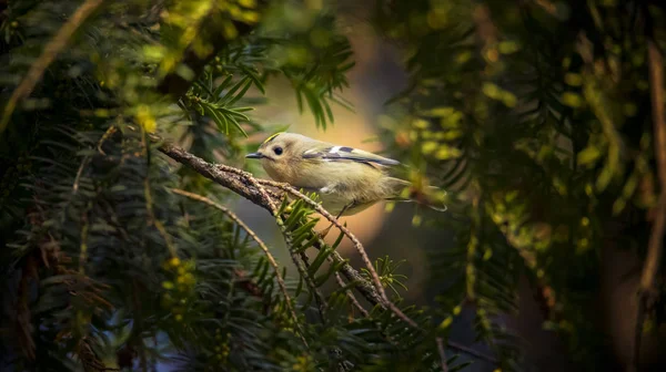 Zlatý erb sedící na smrkové větvičce Regulus regulus nejmenší evropský zpěvný pták v přírodním prostředí. — Stock fotografie