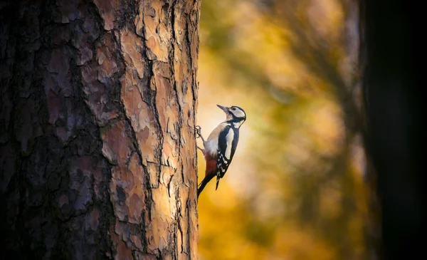 Grand pic tacheté mâle perché sur l'arbre à la recherche de nourriture en automne doré. Mignon oiseau de parc commun dans la faune . — Photo